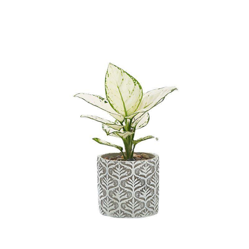 Japanese Embossed Cement Planter: Indoor Formaldehyde-Absorbing, Air-Purifying, Breathable Pot for Green Plants