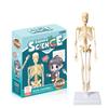 Full-Body Human Skeleton Model for Educational and Medical Use - Children's Early Education Toy