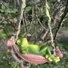Schaukelnder Frosch Hängeornament Outdoor Garten Baum Hängende Liegende Schlafende Frosch Statue Figur Harz Cartoon Tier Skulptur Dekoration