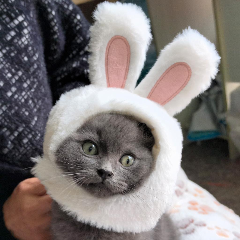 Plush Cute Rabbit Hat for Cats and Small Dogs Cat Decoration Accessories Soft Pet Supplies Cat Head Cover Hat