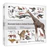 Illustrated Guide To Animal Anatomy