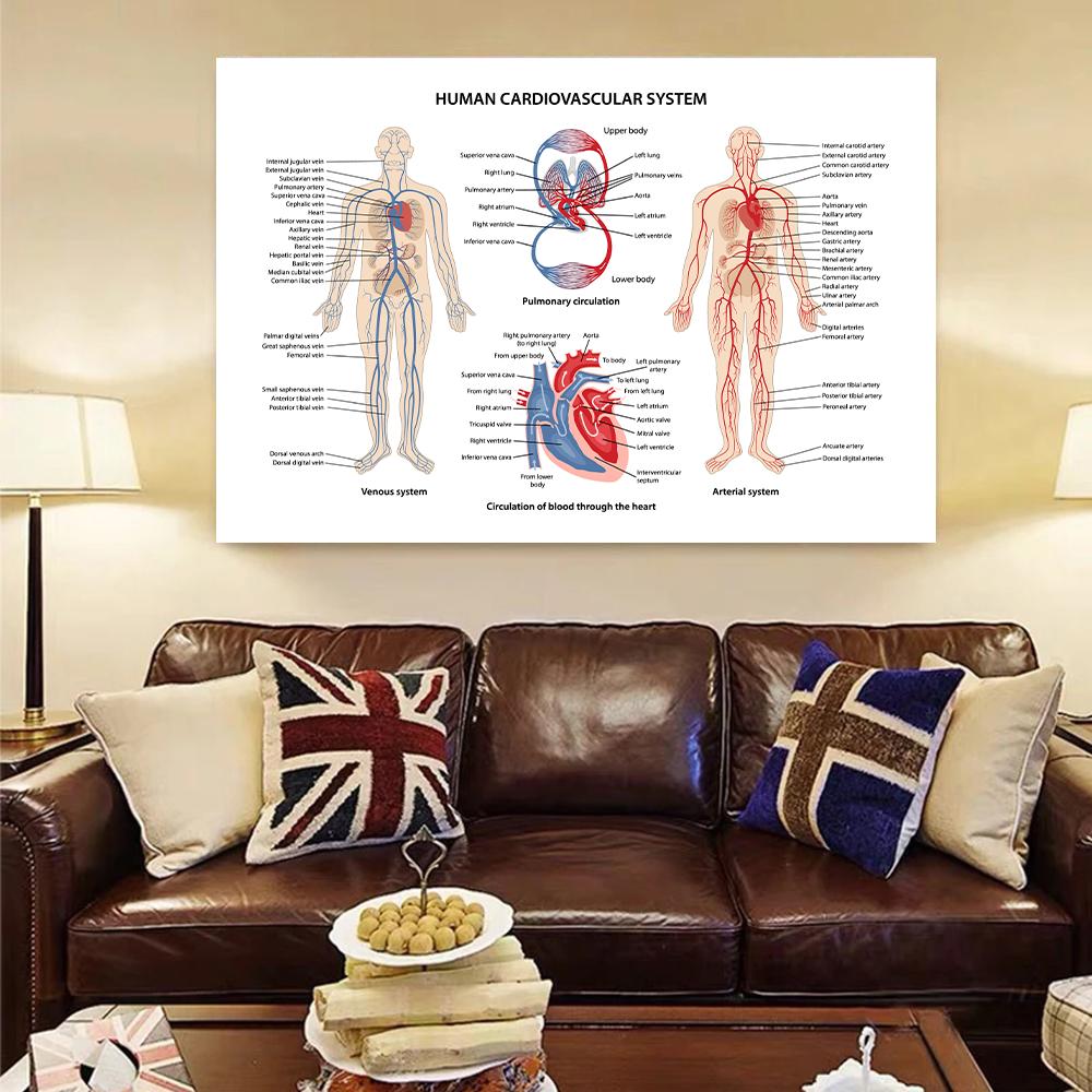 Posters e Impressões do Sistema Muscular Gráfico de Anatomia Corpo Humano Escola Ciência Médica Educacional Pinturas em Tela Decoração de Casa