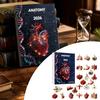 Human Organ Christmas Ornaments Anatomy Advent Calendars 2026 24 Days Organs Countdown Calendar 2D Body Science Kits Acrylic Parts Pendants