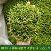 2023 Yeni Çay Mingqian Beyaz Çay Maofeng Fengshang Alp Yeşil Çay 500g/1.1lb