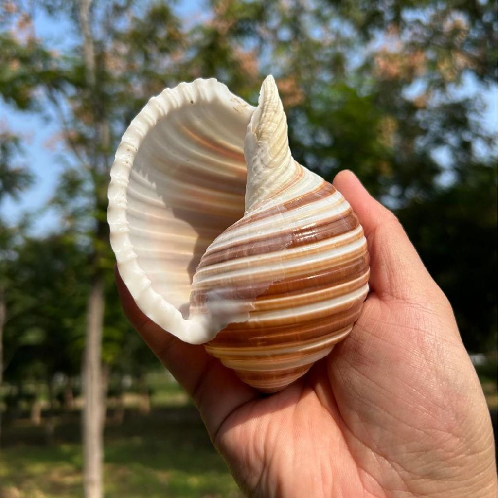 Natural Conch Seashell Aquarium Decor for Hermit Crabs