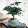 Pre-owned Fengwen Bamboo Indoor Potted Plant – Year-round Green Bonsai for Easy Care In Living Rooms or Offices.