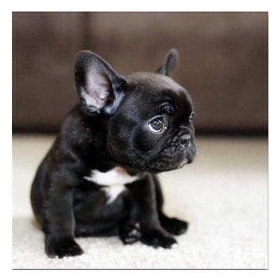 Full 5D Diy Diamond Painting Black Dog Diamond Embroidery Cross Stitch Kits Home Decor Handmade Gifts
