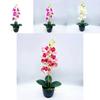 Phalaenopsis Aphrodite Rchb Decorative Fake Plant With Silk Flowers For Table Centerpieces And Gift