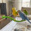 Plastic Bird Perch Stand Simulation Bird Bird Chewing Stand Parrot Play Rack  Pet Bird Supplies