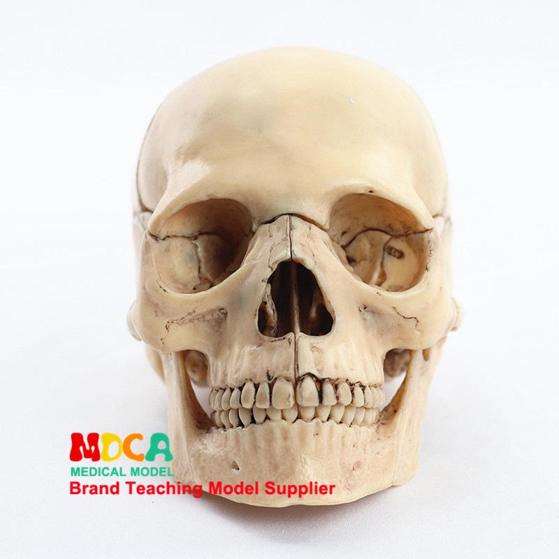 Medical 15-Part Detachable 1:2 Human Color Skull Model for Teaching