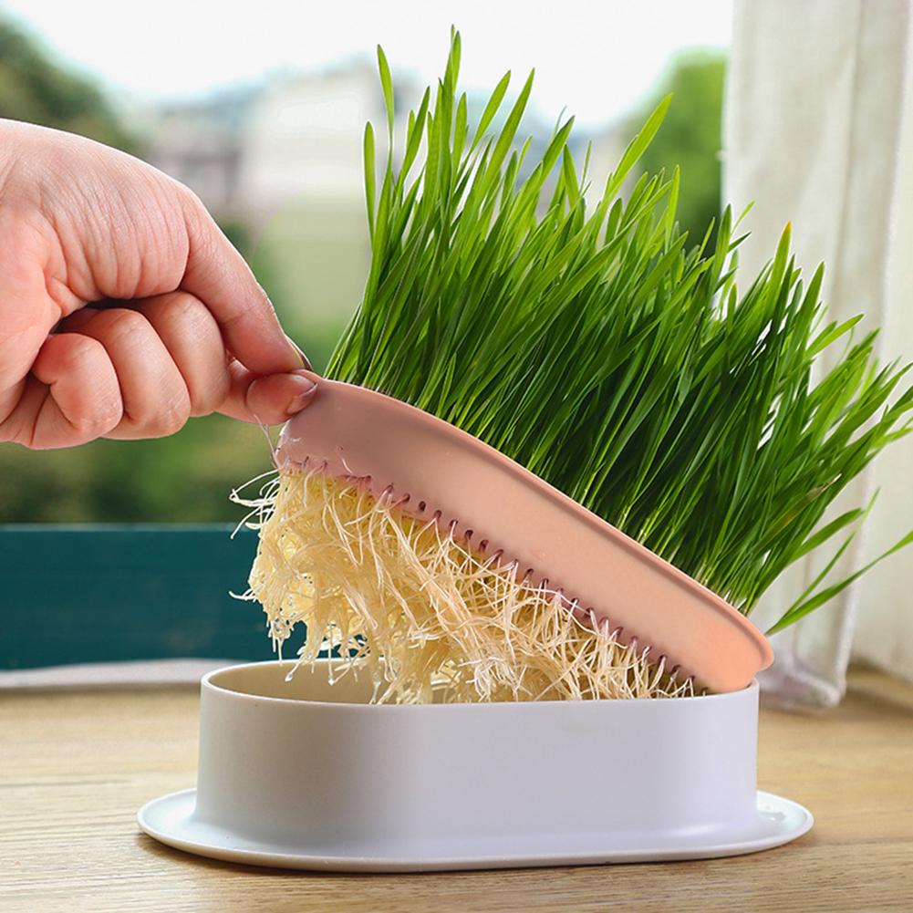 Pet Cat Sprout Dish Growing Pot Tray Reus Hydroponic Cat Planting Box Hydroponic Soilless Planting Cat Grass Pot for Easy Growth
