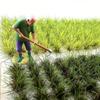 91Pcs Mini Farmland Static Railroad Terrain Miniature Scenery Tufts Model Bushy Static Grass Microlandscape Model