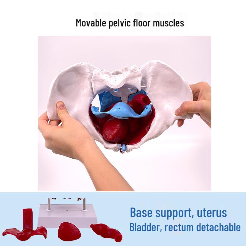 Female Pelvic Muscle and Pelvic Floor Model for Midwifery and Childbirth Education