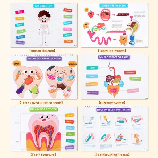 Kinder Menschenkörper Beschäftigungsbuch Kindergarten Vorschule Körperstruktur Anatomie Ruhiges Buch Kleinkinder Pädagogisches Körperteil Lernaktivitäten Buch