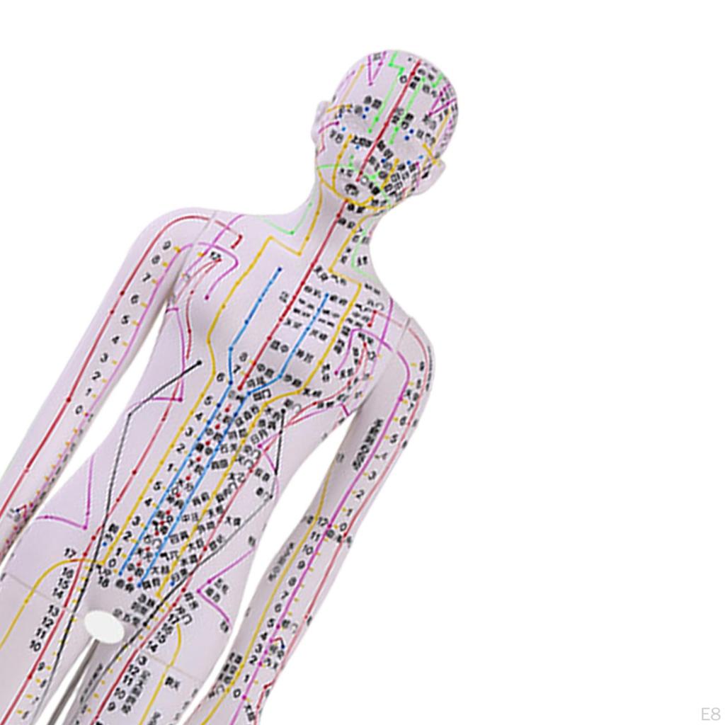 Advanced Human Anatomy Model with Color-Coded Guides for Learning
