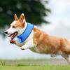 1pc Pet Summer Cooling Scarf, Cool Collar, Suitable for All Breeds In 3 Sizes, Adjustable Fit, Essential for Outdoor Activities
