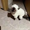 Sphynx Devon Cat Thick Warm Four-Legged Winter Coat Fleece Lined Pet Clothes