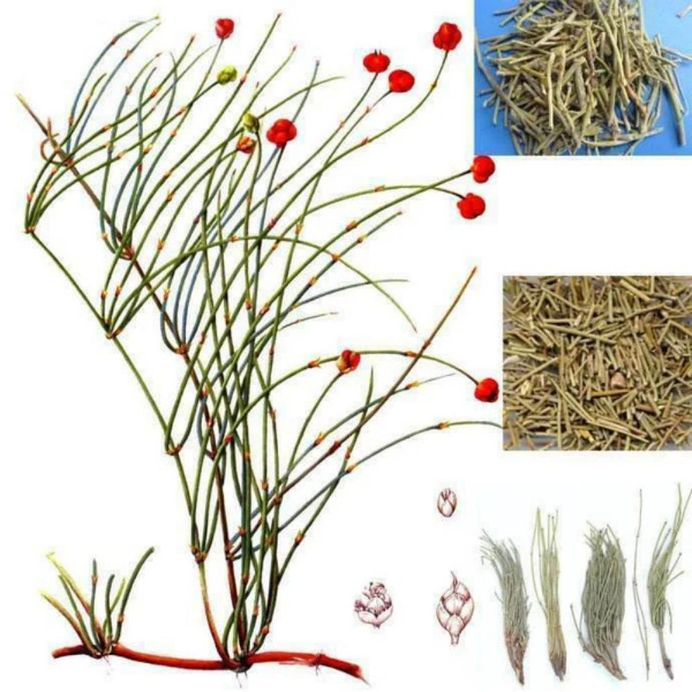 Herbal Tea Mohuang Green Tea Natural Muhuang Tea Raw Mo Huang Herb Tea 250g