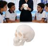 Skull Display Model 1Celsius2 Human Skull Model Teaching Educational Tool for Students Artists