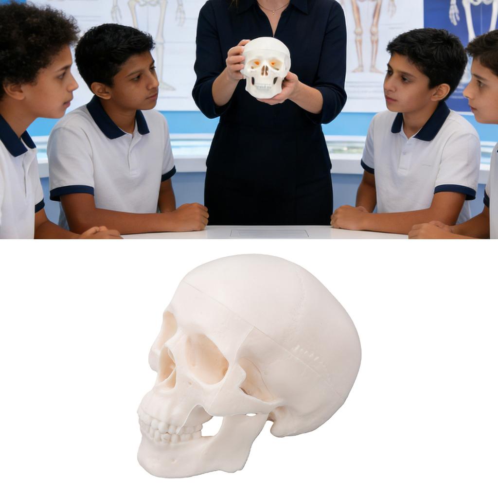Skull Display Model 1Celsius2 Human Skull Model Teaching Educational Tool for Students Artists