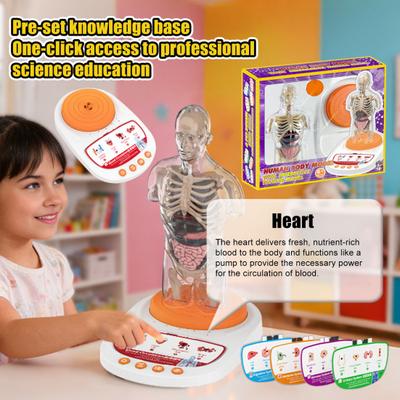 Human Body Model for Kids Interactive Human Anatomy Talking Model Realistic Anatomical Educational Toy Gifts for Kids Aged 8-13