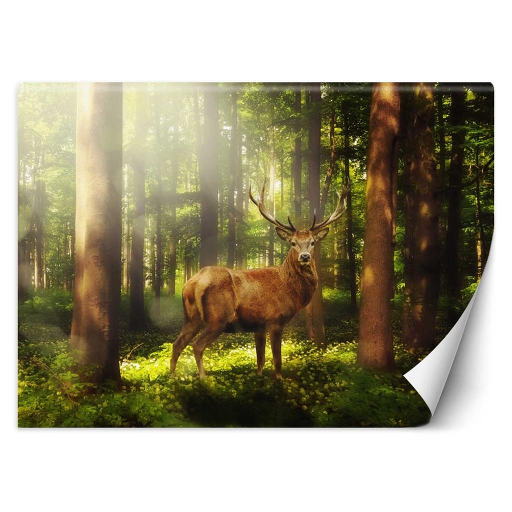 Wallpaper Deer Animals Forest Nature