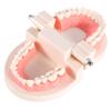 1pc PVC Dental Teaching Study Standard Model Demonstration Teach Children Brushing Teeth