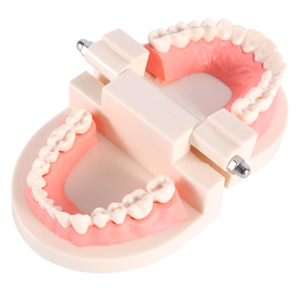 1pc PVC Dental Teaching Study Standard Model Demonstration Teach Children Brushing Teeth