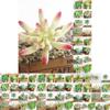 Compact Realistic-looking Fake Succulent For Indoor And Outdoor Decoration