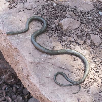 Giocattoli fantasiosi e scherzi – Scherzi