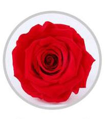 Wholesale China a Grade Handmade Preserved Roses Music Box Eternal Natural Flower in Glass