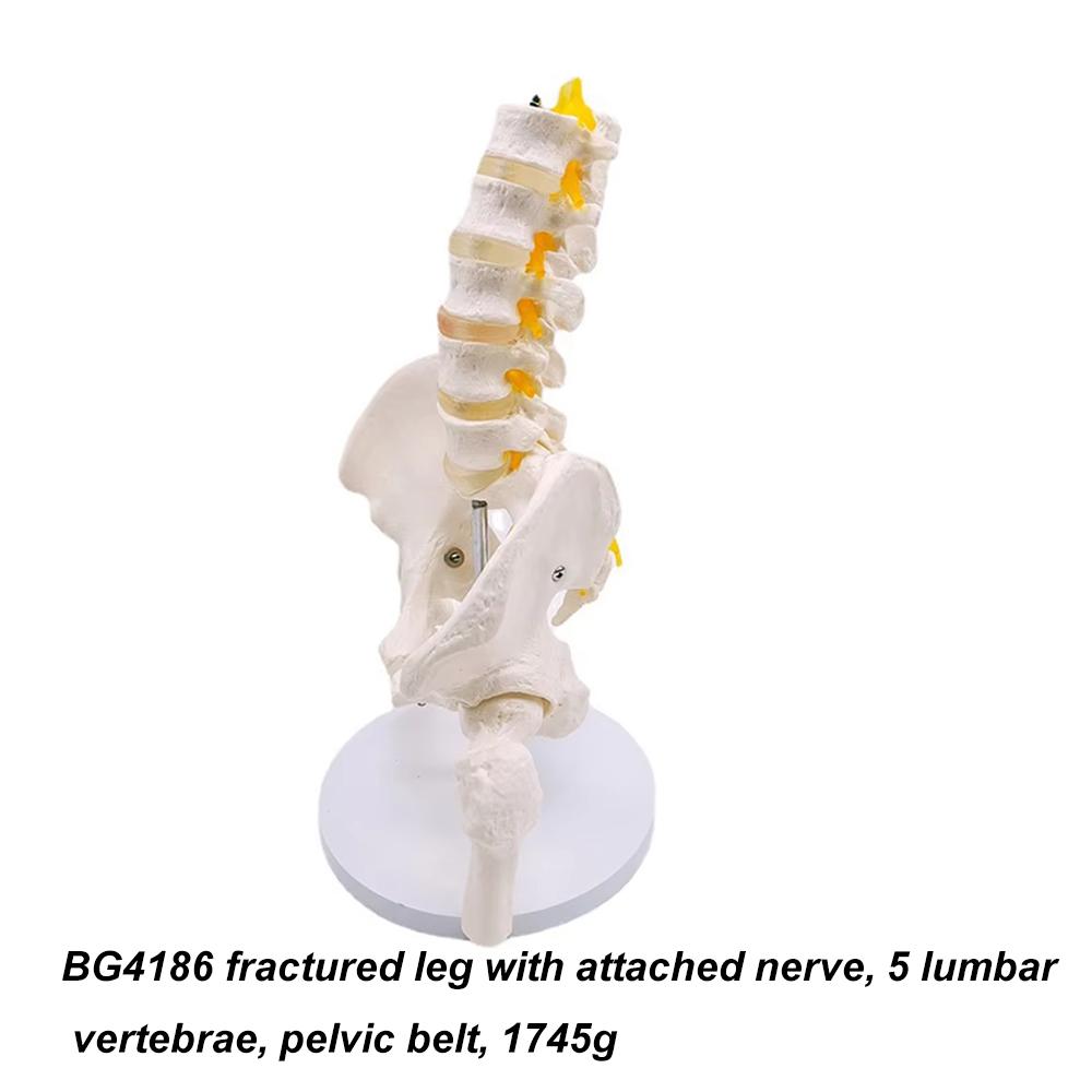 Medical teaching tools Skeleton PVC model Student teaching equipment Knee joint model Skin Model Vertebral model