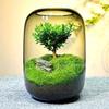 Kreative Graue Glasflaschen Moos Landschaftsgestaltung Flasche Sukkulente Glasvase Hydroponischer Behälter Mikro Landschaft Glas Terrarium