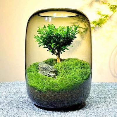 Kreatywne Szare Szklane Butelki Szklana Butelka do Krajobrazu z Mchem Szklany Wazon na Sukulenty Pojemnik Hydroponiczny Szklane Terrarium Mikro Krajobraz