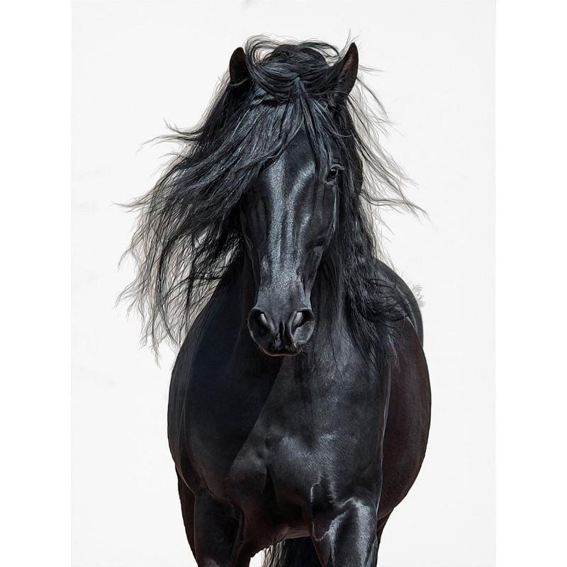 Černobílý portrét koně Plakátový tisk Plátno Malba Běžící koně Zvířecí nástěnné umění Obrázek pro pokoj na statku Domácí dekorace