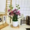 Artificial Phalaenopsis Flowers Decorative Plant For Home And Decoration Event