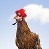 Chicken Hat, Compact Pet Cap, Feather Small Hat for Costume Party