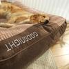 Four Seasons Large Dog Sleeping Pad - Removable, Washable Pet Mat with Crushed Sponge Filling