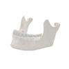 Lower Jaw Model 1:1 Adult Lower Jaw Bone Model Medicals Teaching Tool for Science Classroom Teaching Model