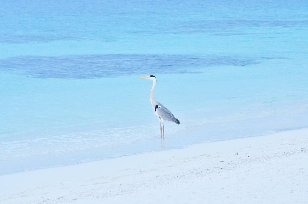 Kenko 7x18 7x 18mm Objective Focus Lightweight and 100882 Monocular, Magnification, Aperture, Type, Compact,