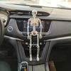 Skeleton Flexible Human Skeleton Model Car Decoration Anatomy Skeleton People Active Model