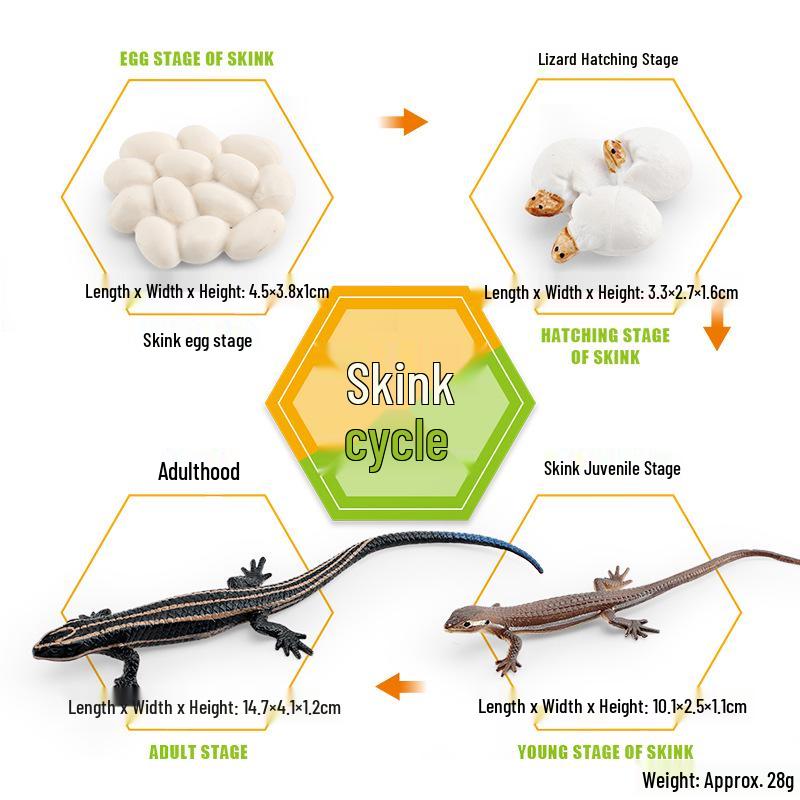 Animal Growth Cycle Models: Chicken, Duck, Goose, Butterfly, Turtle, Frog Montessori Teaching Figurines
