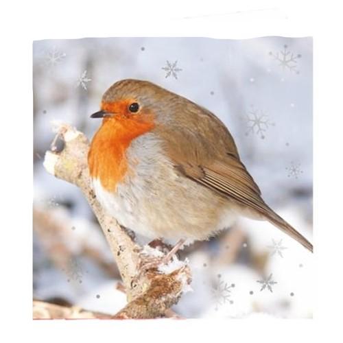 IG Design Square Robin Christmas Greetings Card (Pack of 10)