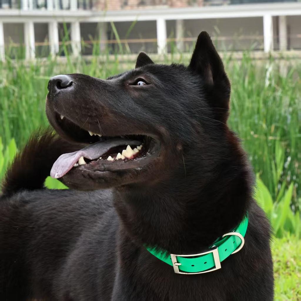 2,5 cm Brede Heavy Duty TPU Hondenhalsband Waterdicht Jagen Verstelbare Huisdierhalsband 8 Kleuren Voor Grote Middelgrote Honden Buitentraining