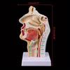Medical Props Model Free Postage Human Anatomical Nasal Cavity Throat Anatomy Medical Model Teaching Tool