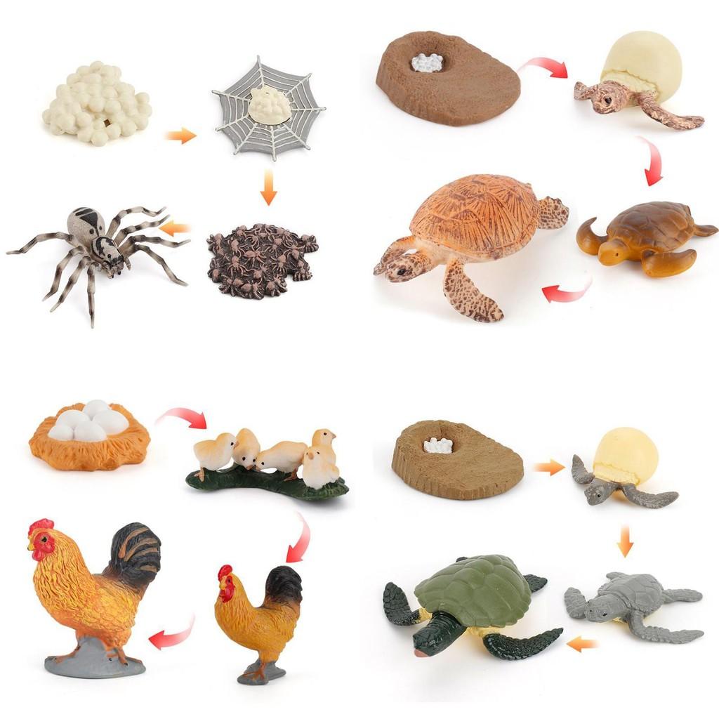 Adorable Montessori Simulation Solid Turtle Chick Frog Animal Growth Cycle Teaching Aids For Engaging Learning And Decorative Displays