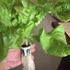 50pcs Soilless Seeding Starting Blocks Good Drainage Seedling Sponge Cubes Garden Supplies For All Type Plants Hydroponic Soils
