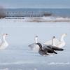 Mercury Home Textiles White Duck Down Winter Duvet