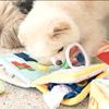 Leaky Food Smell Toy Dog Yellow Book Cute Cloth Book Toy Dog Hide Food Book Pet Toy