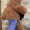 [USED] teddy bear puppet